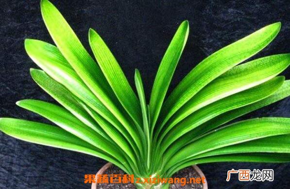 君子兰种子如何发芽 君子兰发芽后怎么处理