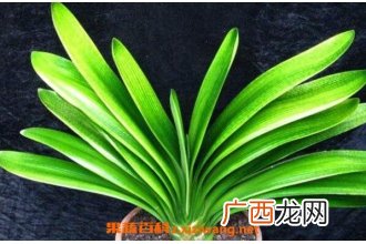 君子兰种子如何发芽 君子兰发芽后怎么处理