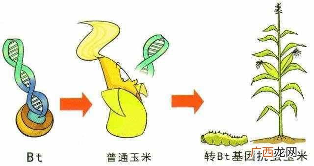 转基因食品都有哪些特点 什么是转基因食品