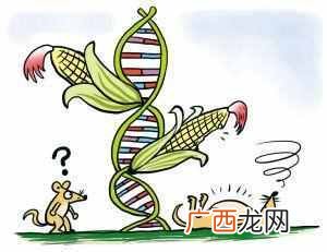 转基因食品都有哪些特点 什么是转基因食品