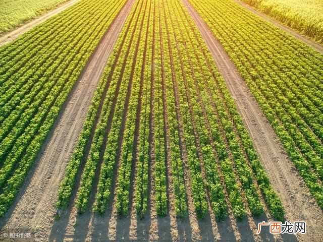 转基因食品都有哪些特点 什么是转基因食品
