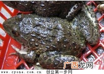 惠州泰蛙禁养 泰蛙养殖需要注意什么意思