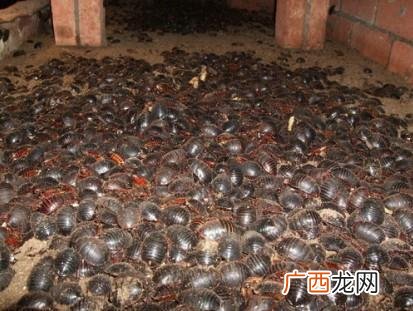 土鳖市场价多少钱一斤 土鳖养殖价格多少一斤