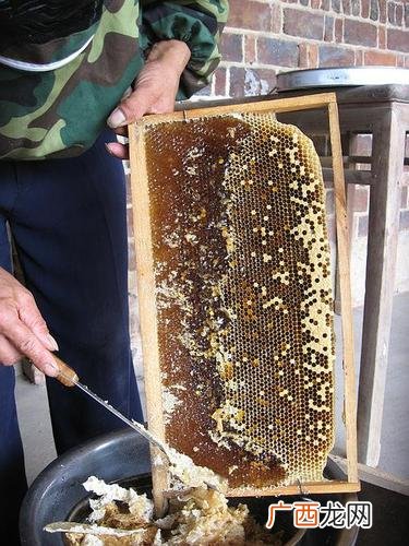 致富经土蜂蜜养殖视频 土蜂蜜养殖什么蜂箱好
