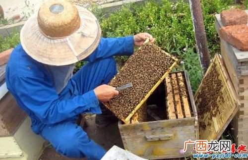 怎样养土蜜蜂技巧 土蜜蜂养殖大全