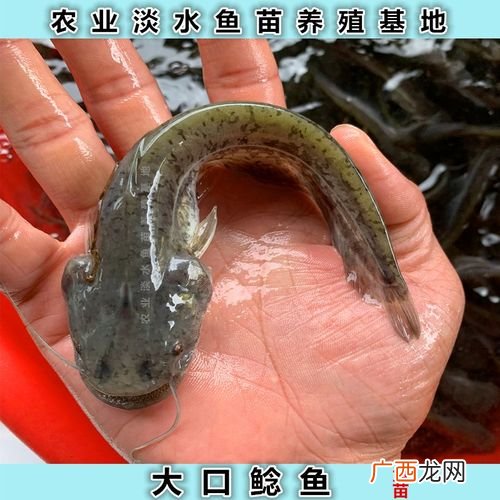 鲶鱼的生长环境饲养条件 土鲶鱼养殖环境