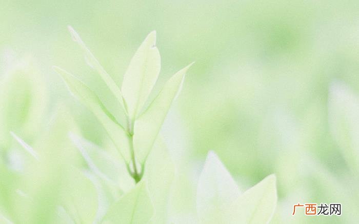 唯美小清新花卉背景图 图片唯美小清新