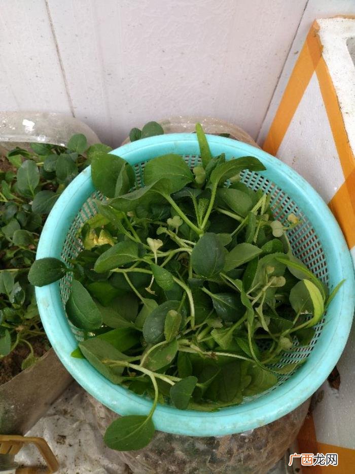阳台种植～鸡毛菜 鸡毛菜长大了是什么菜