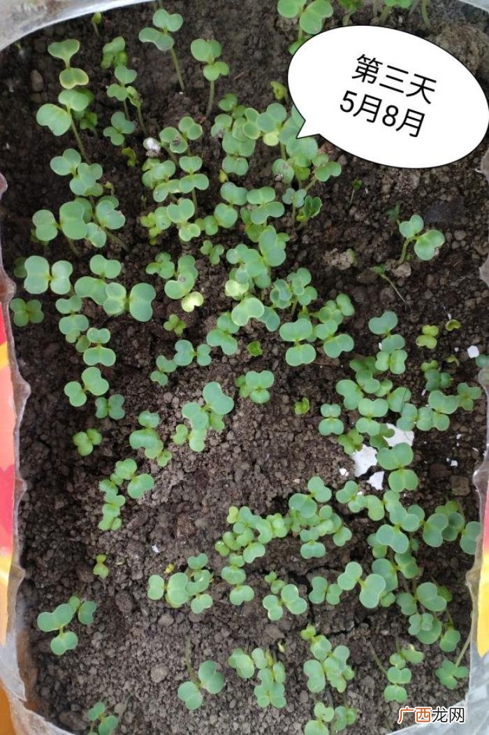 阳台种植～鸡毛菜 鸡毛菜长大了是什么菜