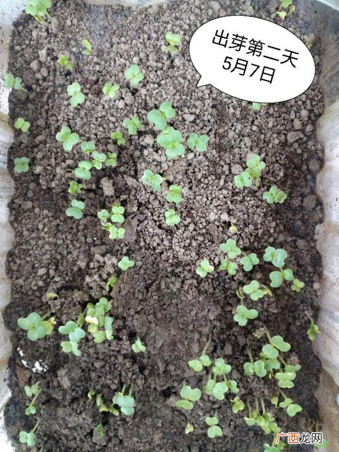阳台种植～鸡毛菜 鸡毛菜长大了是什么菜