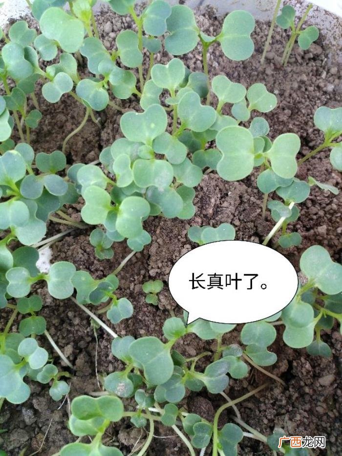 阳台种植～鸡毛菜 鸡毛菜长大了是什么菜