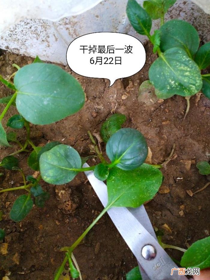 阳台种植～鸡毛菜 鸡毛菜长大了是什么菜