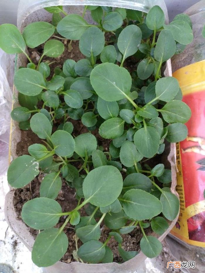 阳台种植～鸡毛菜 鸡毛菜长大了是什么菜