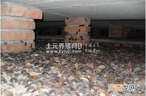 土元图片大全 土元养殖证图片
