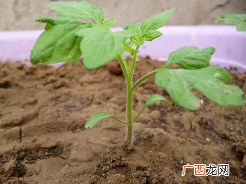 种植西红柿管理技术 西红柿养殖技术