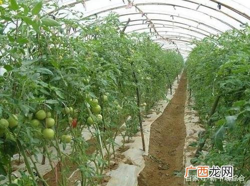 种植西红柿管理技术 西红柿养殖技术