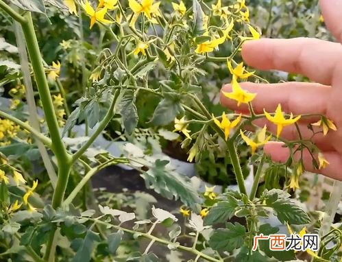 种植西红柿管理技术 西红柿养殖技术