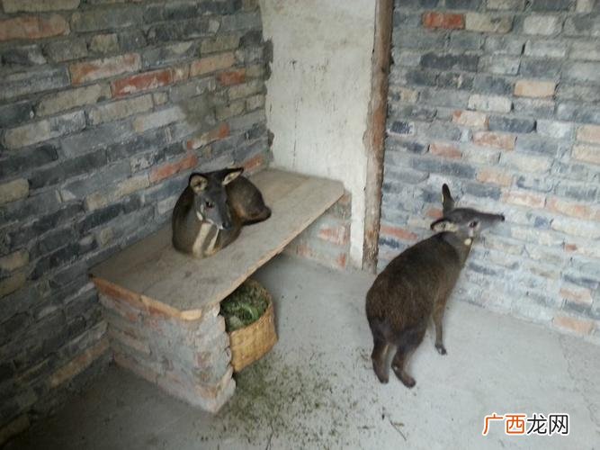 麝香养殖条件 香麝养殖基地