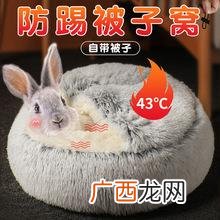 在家养殖的兔子可以卖到哪里 小白兔养殖方法