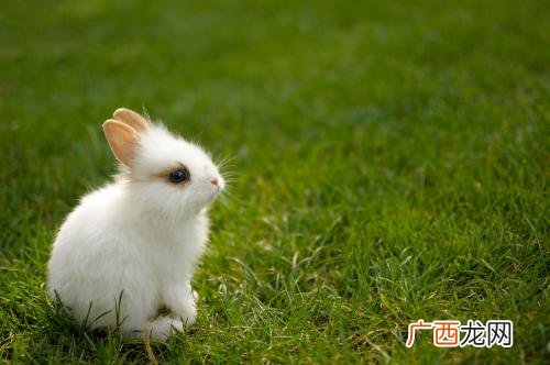 在家养殖的兔子可以卖到哪里 小白兔养殖方法