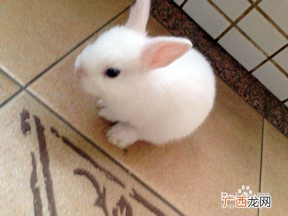 小白兔怎么喂养方法 小白兔养殖方法视频