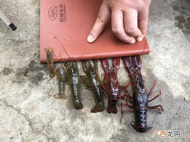 小龙虾最佳养殖方法 小龙虾的养殖期