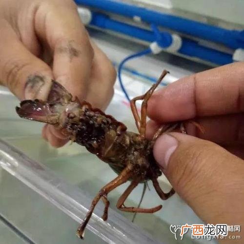 小龙虾最佳养殖方法 小龙虾的养殖期