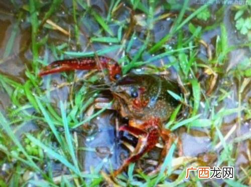 怎么养殖小龙虾 小龙虾好养殖么