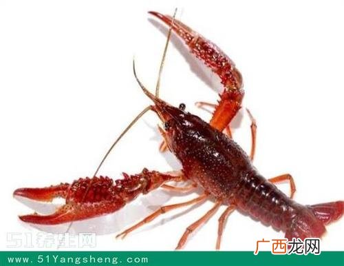 怎么养殖小龙虾 小龙虾好养殖么