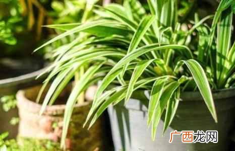 教你几招就搞定 新房子装修有味怎么办