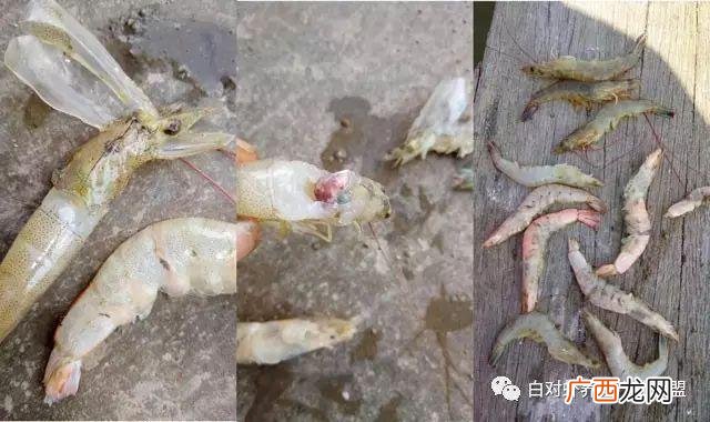 养殖水体氨氮正常范围 养殖水体PH值范围