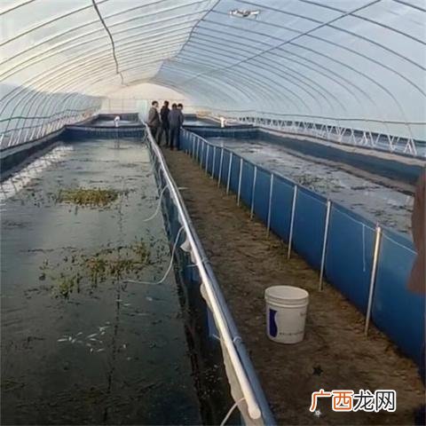 水蛭的繁殖是怎么样繁殖 养殖水蛭的条件