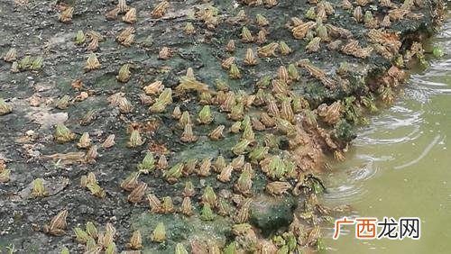 泰国虎纹蛙几个月开始产卵 养殖泰蛙用什么饲料好