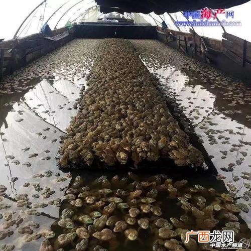 泰国虎纹蛙几个月开始产卵 养殖泰蛙用什么饲料好