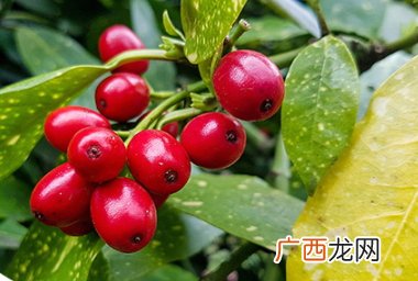 蔓越莓胶囊和维生素c能同时吃吗？和维生素c同时吃会怎样