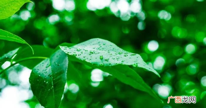 诗词｜雨天发朋友圈 下雨了想发个朋友圈