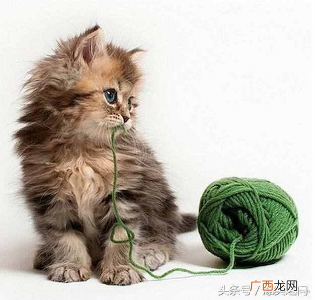 脑筋急转弯 孔子是我国最伟大的什么家