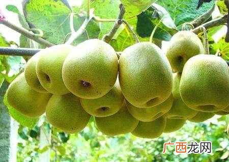 什么水果降火效果最好（推荐这几种降火快速的