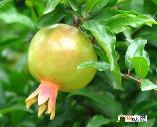 什么水果降火效果最好（推荐这几种降火快速的