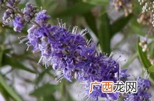 圣洁莓怎么吃法？圣洁莓胶囊饭前还是饭后吃