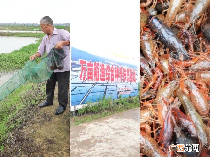 罗氏虾养殖周期多长时间 养殖虾周期