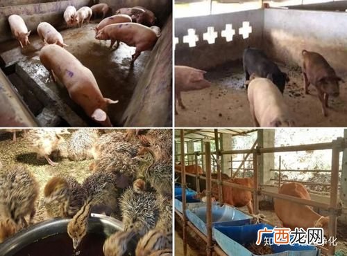 生物除臭工艺流程图 养殖业生物除臭技术