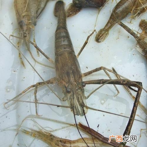 虾的养殖 养殖沼虾是淡水虾吗