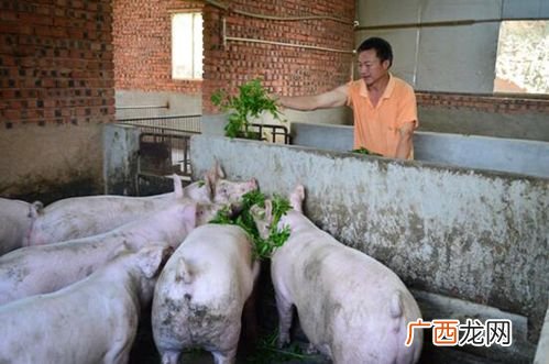 黑猪养殖基地 养殖猪好不好
