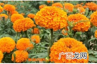 万寿菊的功效与作用 万寿菊的副作用