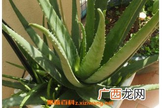 库拉索芦荟的功效与作用 库拉索芦荟的用途有哪些