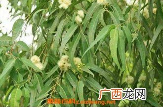 桉树叶有毒吗 中国为什么禁止种桉树