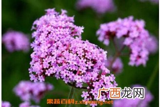 柳叶马鞭草如何种植 柳叶马鞭草种植方法