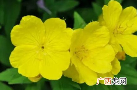 圣洁莓和月见草可以一起吃吗?