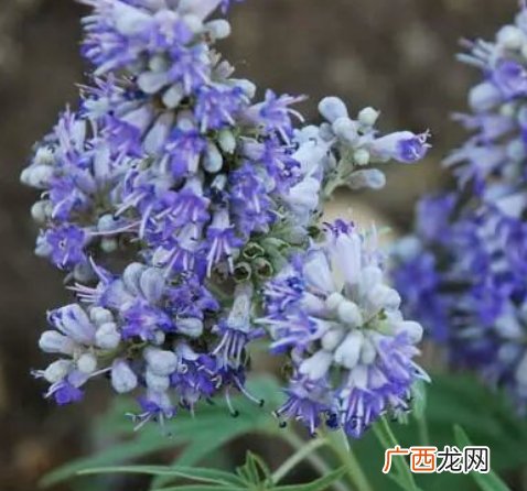 圣洁莓和月见草可以一起吃吗?